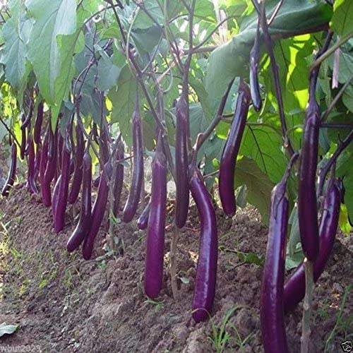 Eggplant, Organic, Purple Long Eggplant, Italian Heirloom