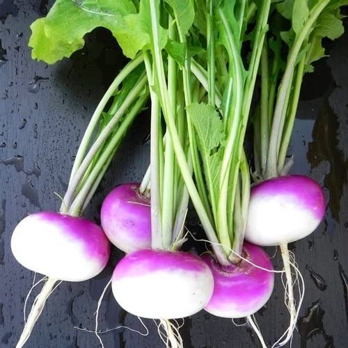 3LBS Purple Top Turnip Deer Food Plot Seeds by Vinyl Designz