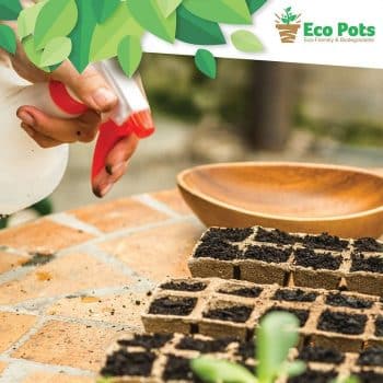 Biodegradable Seed Starter Trays