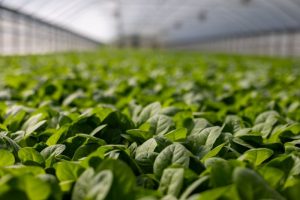 commercial greenhouse construction costs per square foot