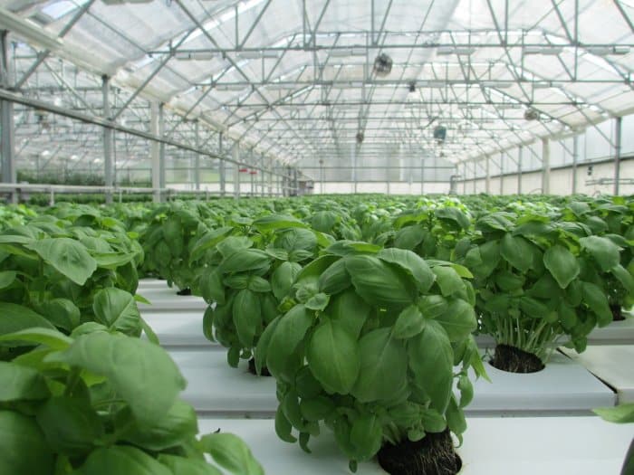 commercial vegetable greenhouse