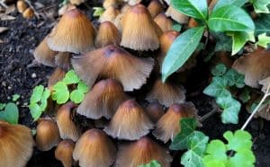 mushrooms-greenhouse