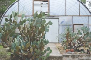 Best Lean To Greenhouses