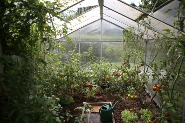 Greenhouse with Tomato Plants