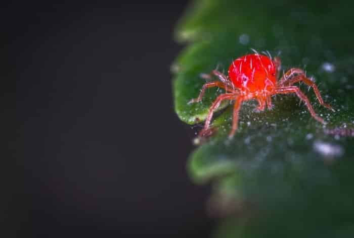Spider Mite on a Leaf