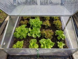 Growing Lettuce in a Portable Greenhouse