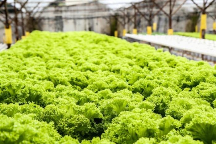 Growing Lettuce in a Hydroponics Greenhouse