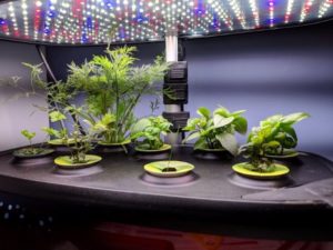Growing Plants Under the AeroGarden Lights
