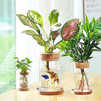 Glass Planters Terrarium for Hydroponics Plants Cylindrical Glass Vases