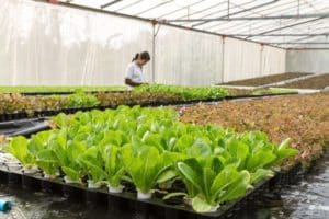 Best greenhouses for cold climates
